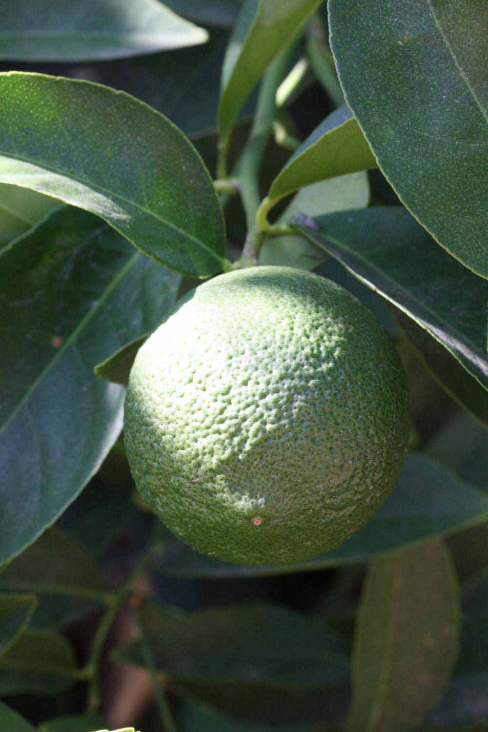            Immature fruit (Riverside, CA)   